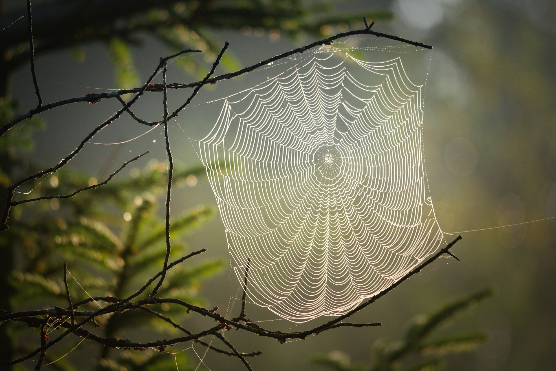 English Weaves a Tangled Web