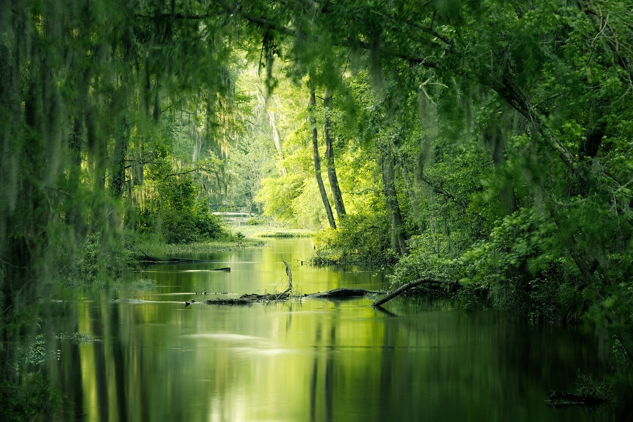 Drain the Swamp